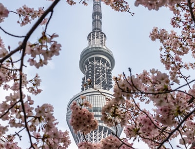 The white metal tower of cherry trees
